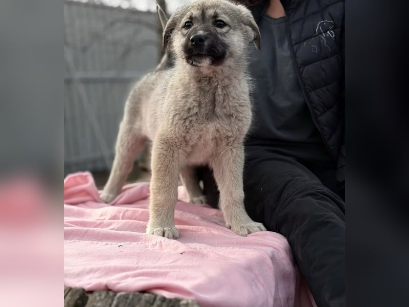 Nico - Kleiner Entdecker sucht sein Für-immer-Zuhause