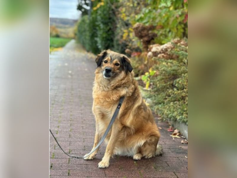 Ben - sucht aufgrund der gesundheitlichen Situation des Besitzers ein neues Zuhause