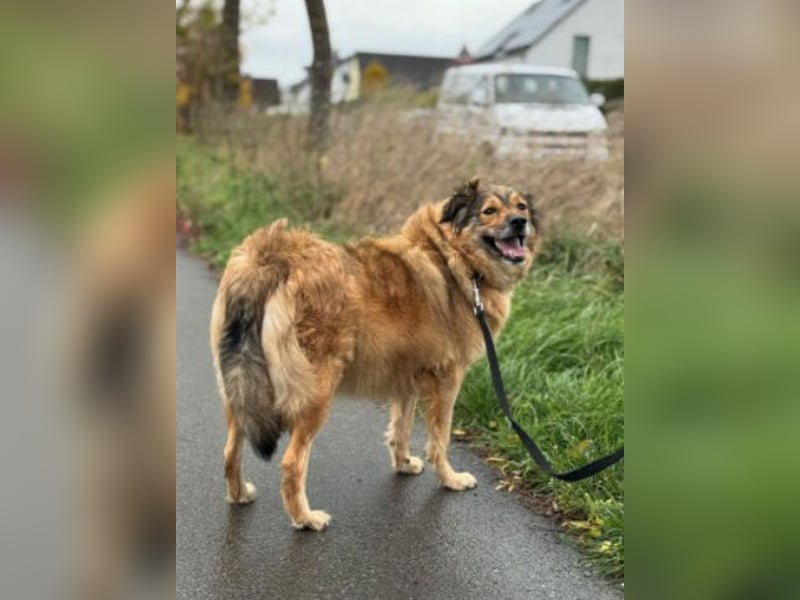 Ben - sucht aufgrund der gesundheitlichen Situation des Besitzers ein neues Zuhause