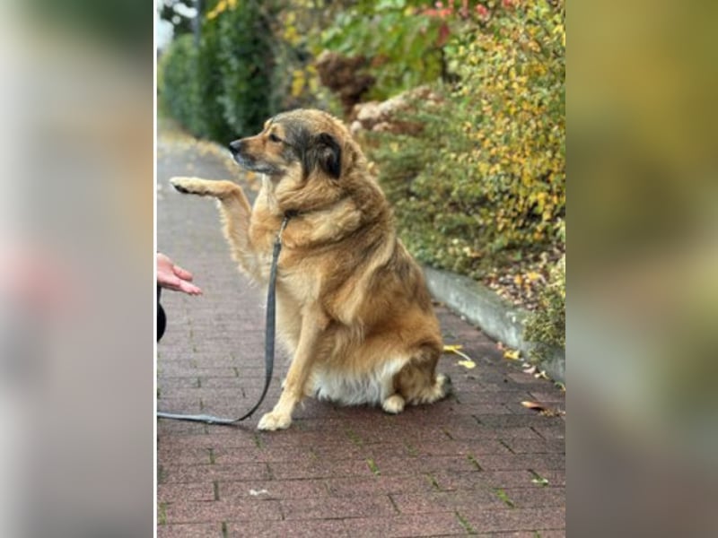 Ben - sucht aufgrund der gesundheitlichen Situation des Besitzers ein neues Zuhause