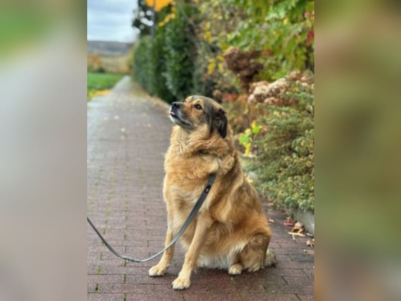 Ben - sucht aufgrund der gesundheitlichen Situation des Besitzers ein neues Zuhause
