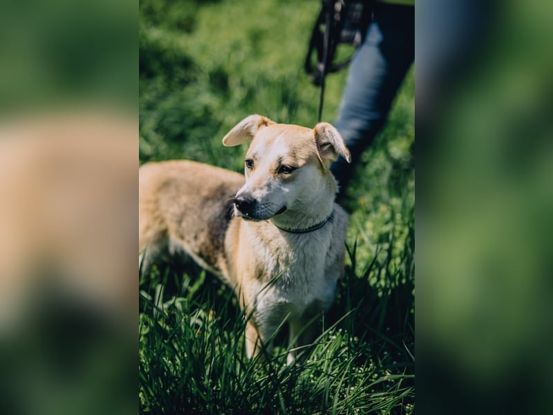 Bonja - Lebensfrohes fröhliches Mädchen sucht Zuhause auf Lebenszeit