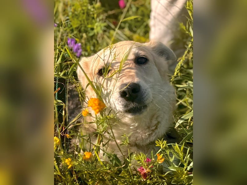 Liebevolle Thea sucht ihren Platz