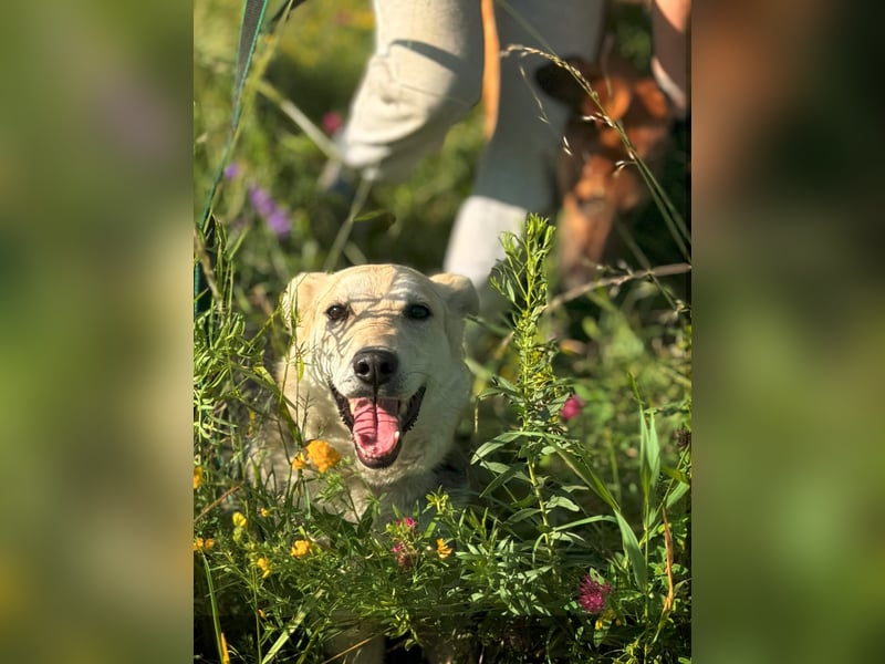 Liebevolle Thea sucht ihren Platz