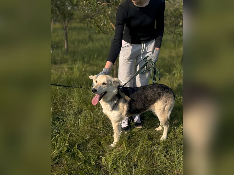 Liebevolle Thea sucht ihren Platz