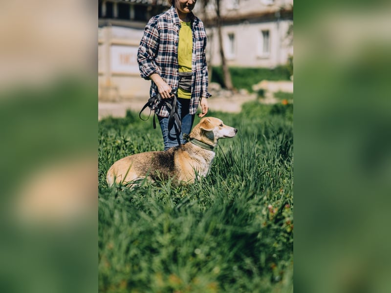 Bonja - Lebensfrohes fröhliches Mädchen sucht Zuhause auf Lebenszeit