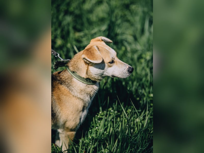 Bonja - Lebensfrohes fröhliches Mädchen sucht Zuhause auf Lebenszeit