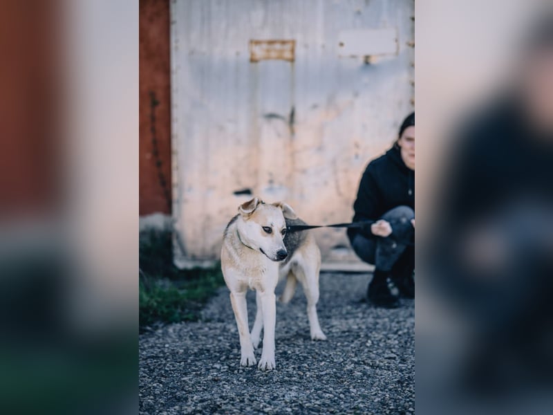 Bonja - Lebensfrohes fröhliches Mädchen sucht Zuhause auf Lebenszeit