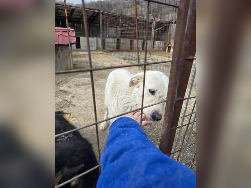 Snowy wartet sehnsüchtig