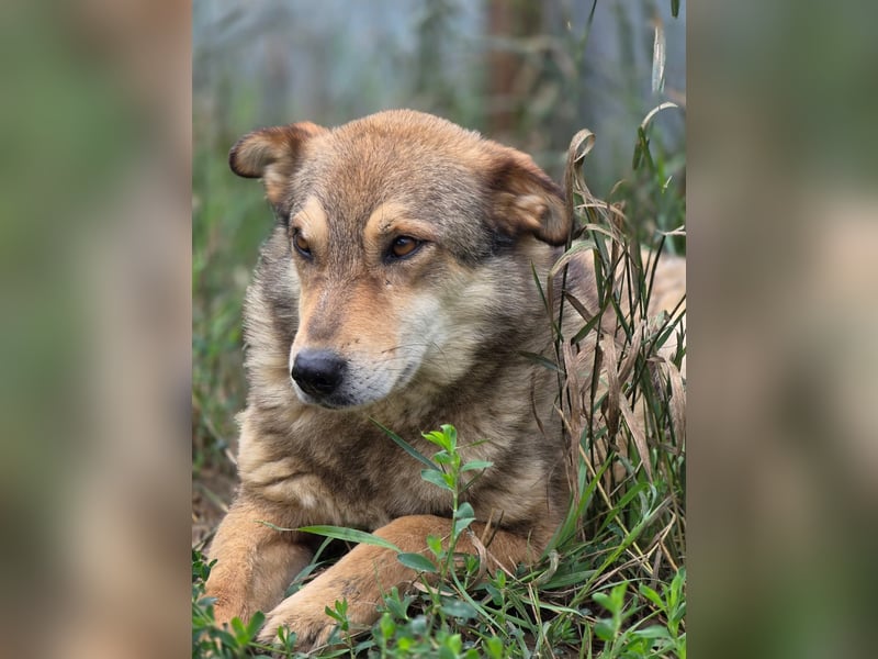 Max (2) - seit über 4 Jahren im Shelter