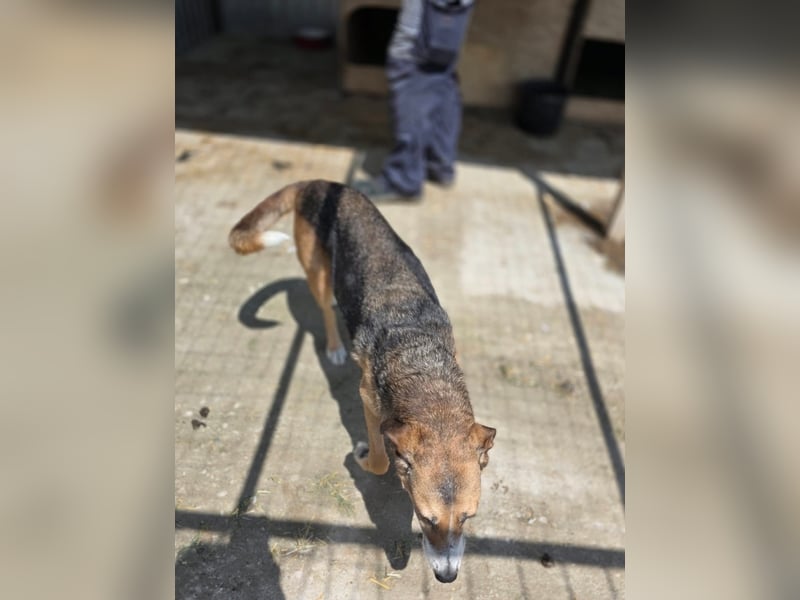 Glorie - von ihrem Besitzer ausgesetzt Glorie - von ihrem Besitzer ausgesetzt