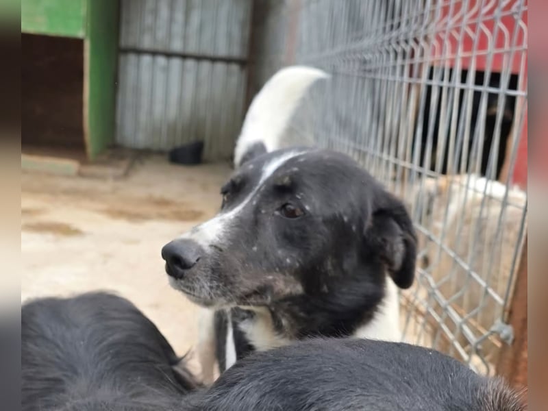 Joschi - wartet seit 5 Jahren