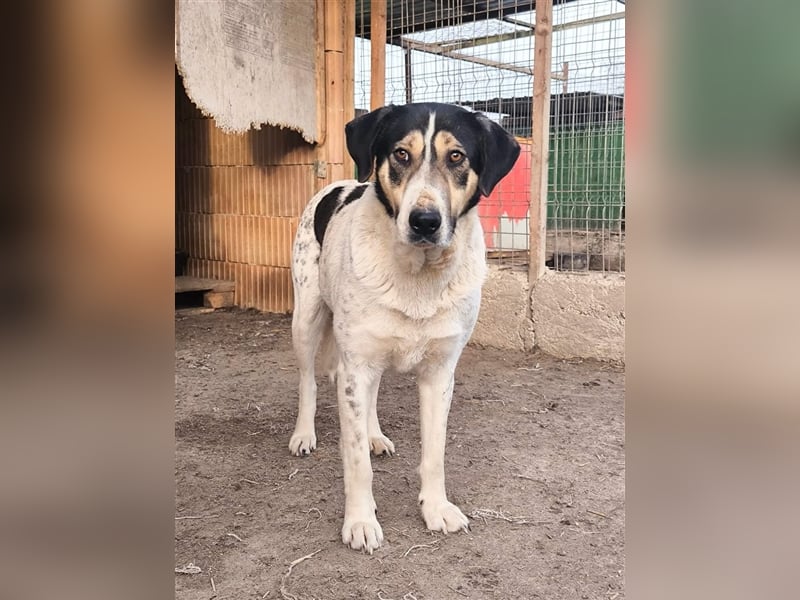 Fleurie - Endstation Shelter?
