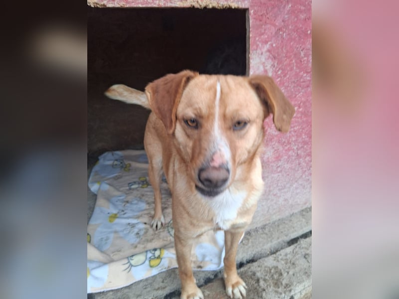 Simba - menschenbezogen