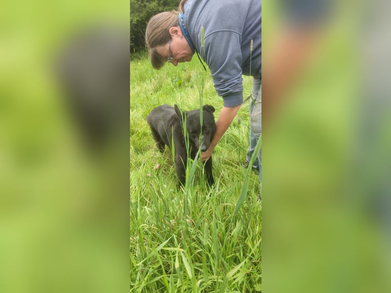 Raven - lieber Anfängerhund