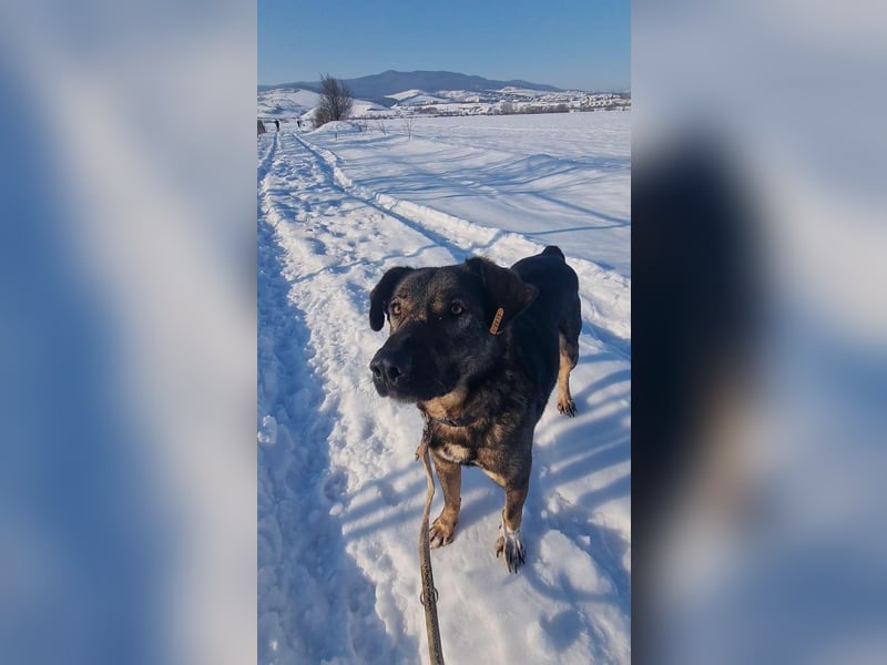 Buddy - liebt Menschen