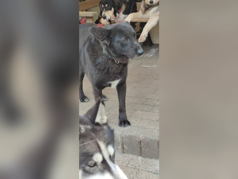 Raven - lieber Anfängerhund