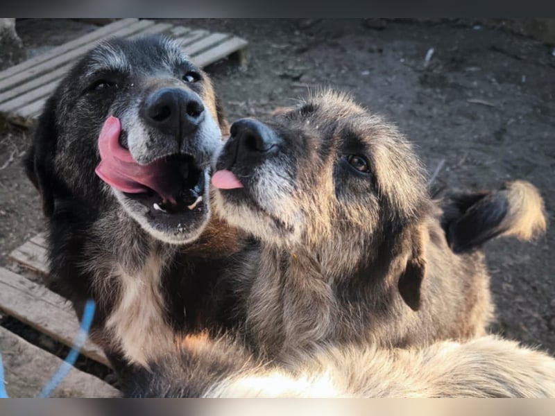Willi - kam als Welpe ins Shelter