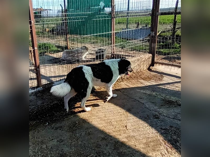 Joschi - seit 4 Jahren im Shelter