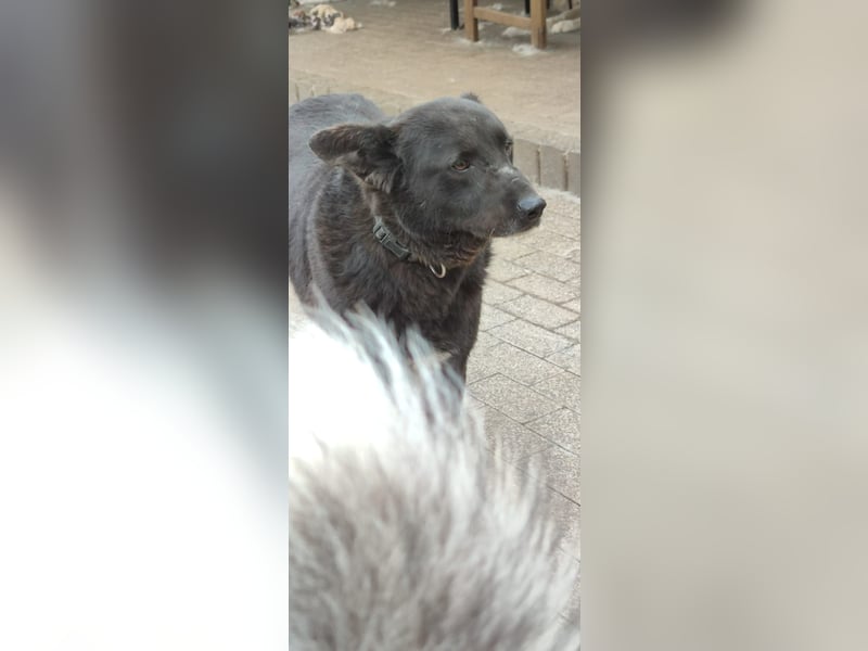 Raven - lieber Anfängerhund