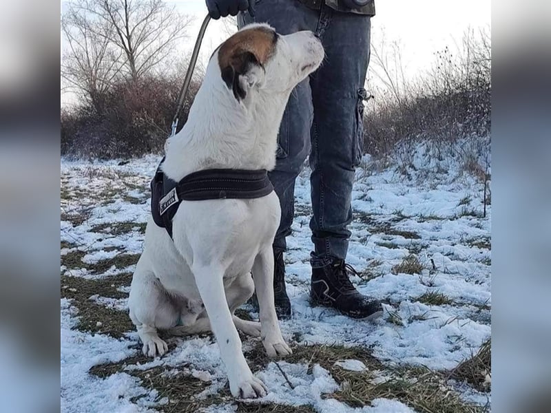 Louan - sehr menschenbezogen und verschmust