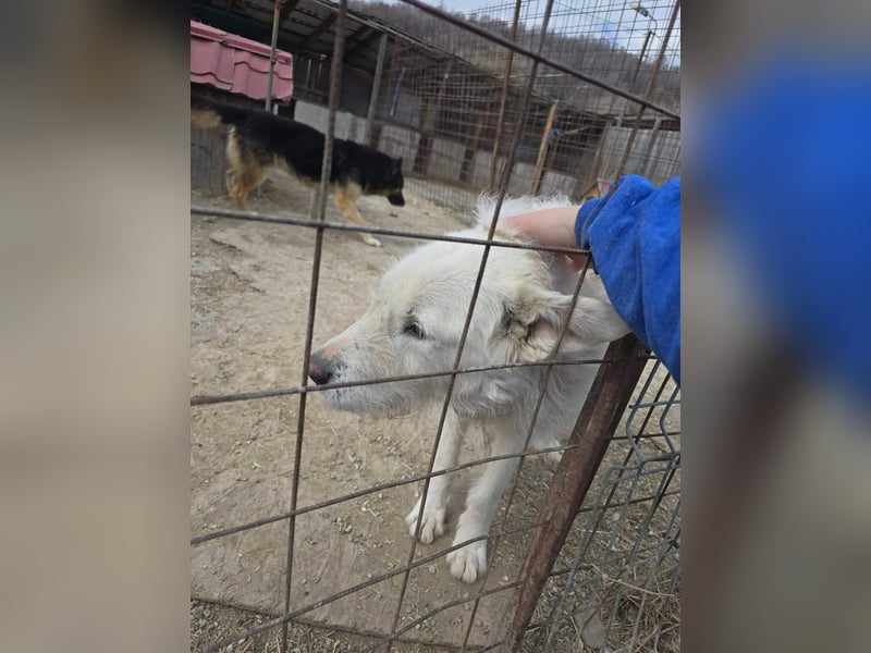Snowy wartet sehnsüchtig
