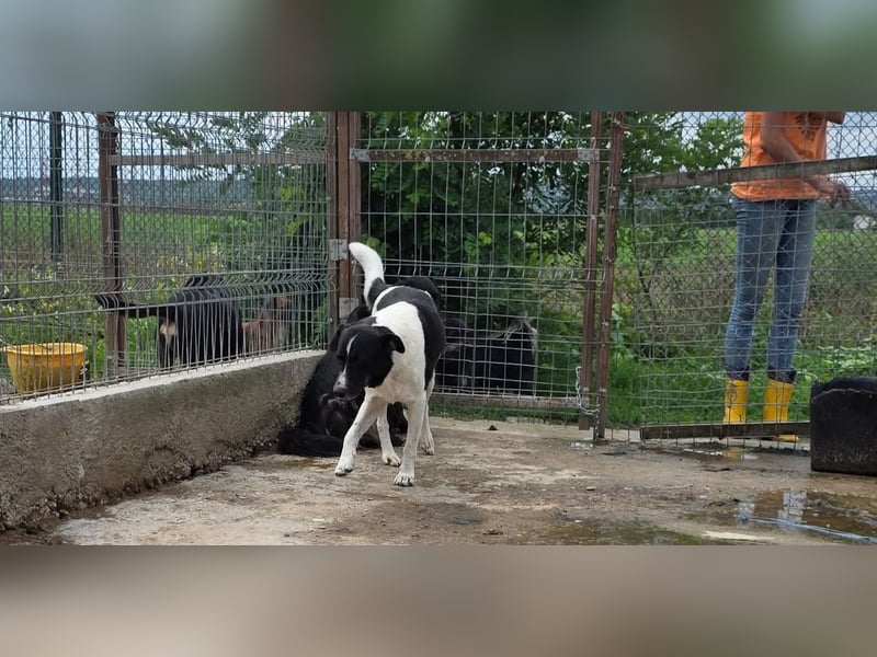 Joschi - wartet seit 5 Jahren