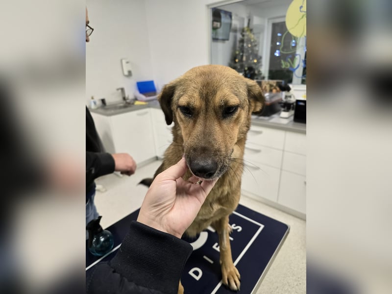 Jessy - sanft und freundlich