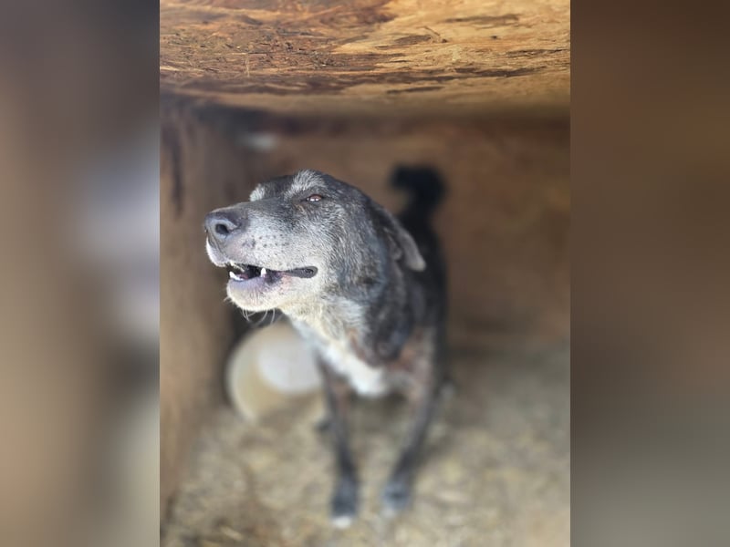 Willi - kam als Welpe ins Shelter