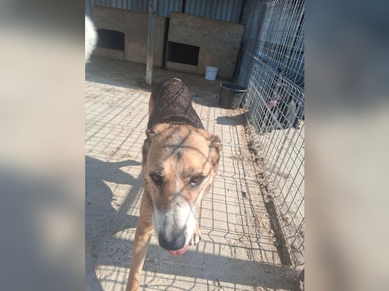 Glorie - von ihrem Besitzer ausgesetzt Glorie - von ihrem Besitzer ausgesetzt