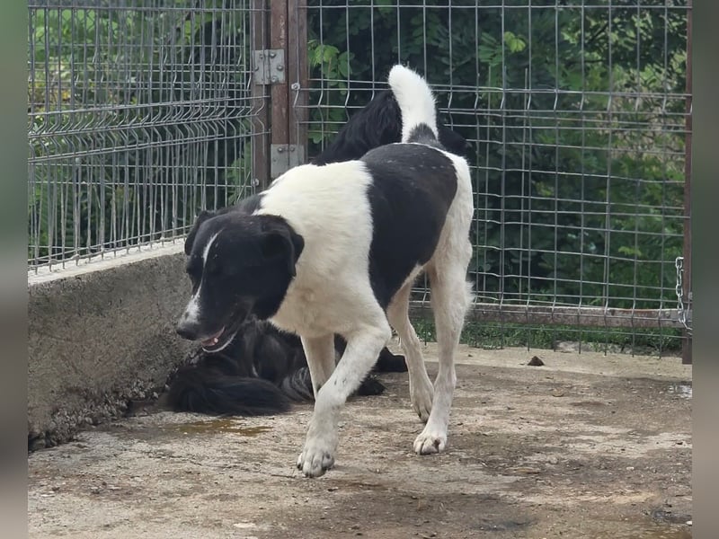 Joschi - wartet seit 5 Jahren