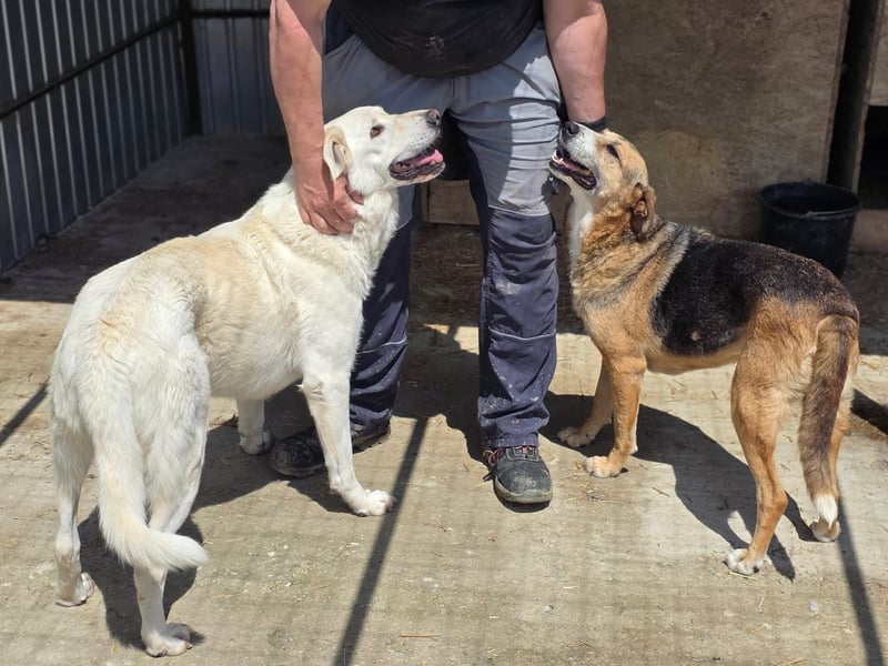 Glorie - von ihrem Besitzer ausgesetzt Glorie - von ihrem Besitzer ausgesetzt