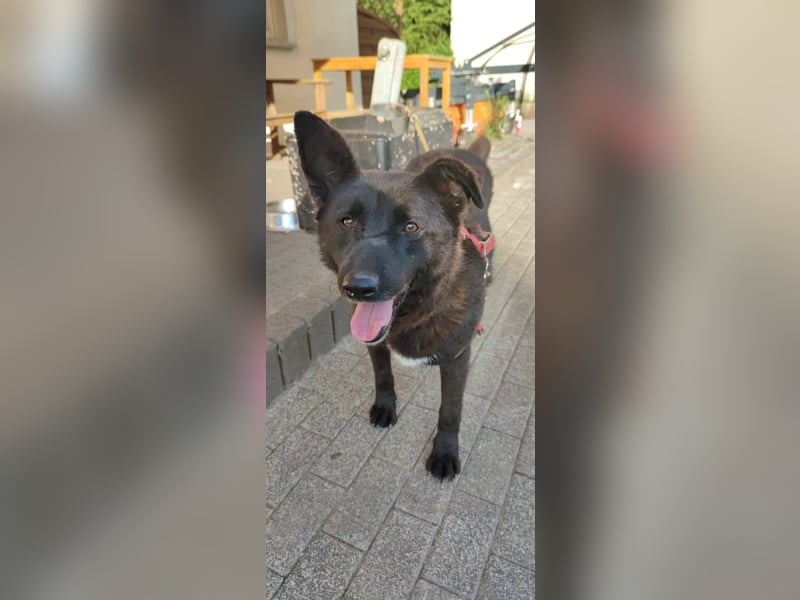 Raven - lieber Anfängerhund