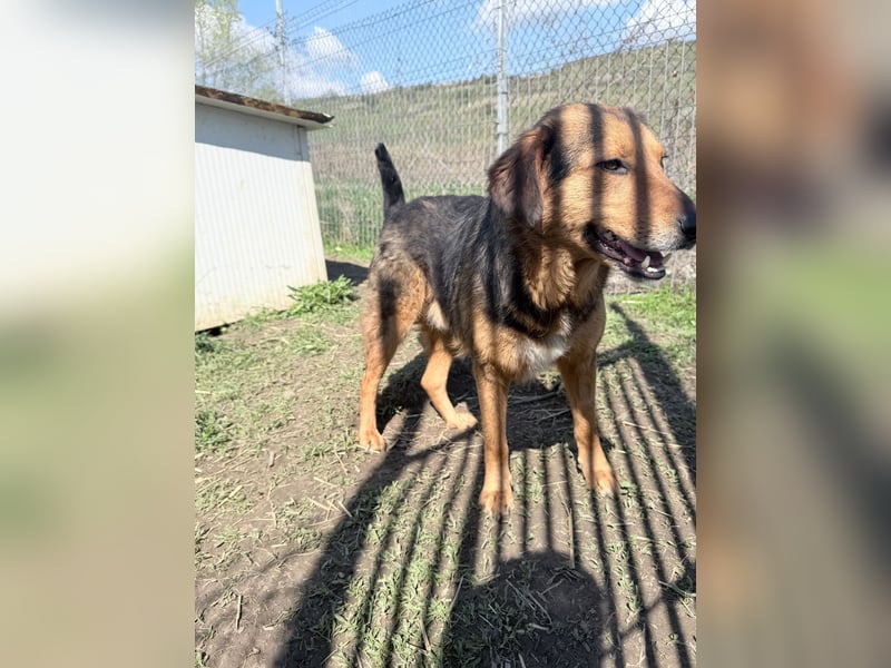 Nathan - ein Herzenshund