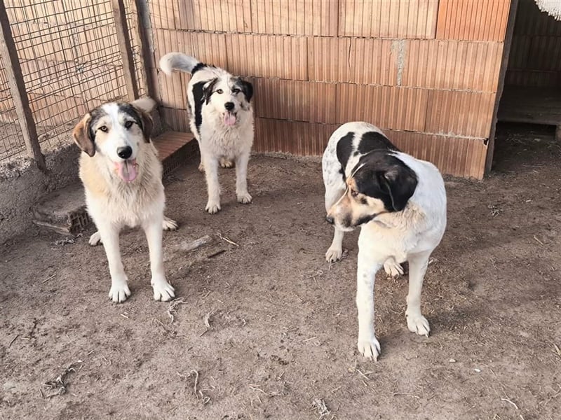 Fleurie - Endstation Shelter?