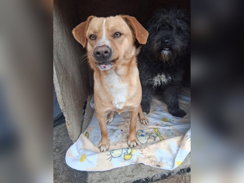 Simba - menschenbezogen