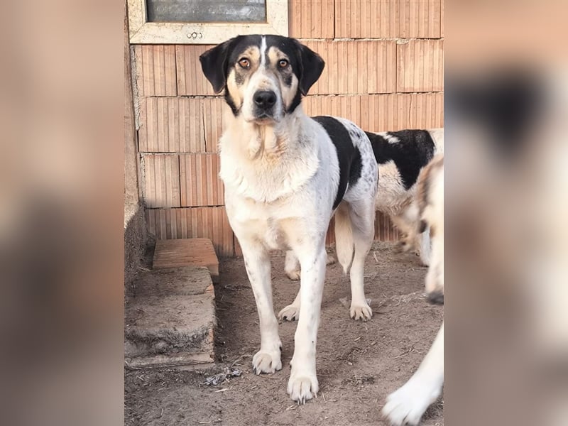 Fleurie - Endstation Shelter?