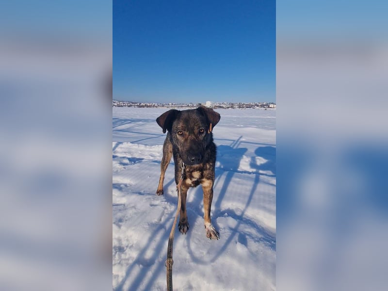 Buddy - liebt Menschen