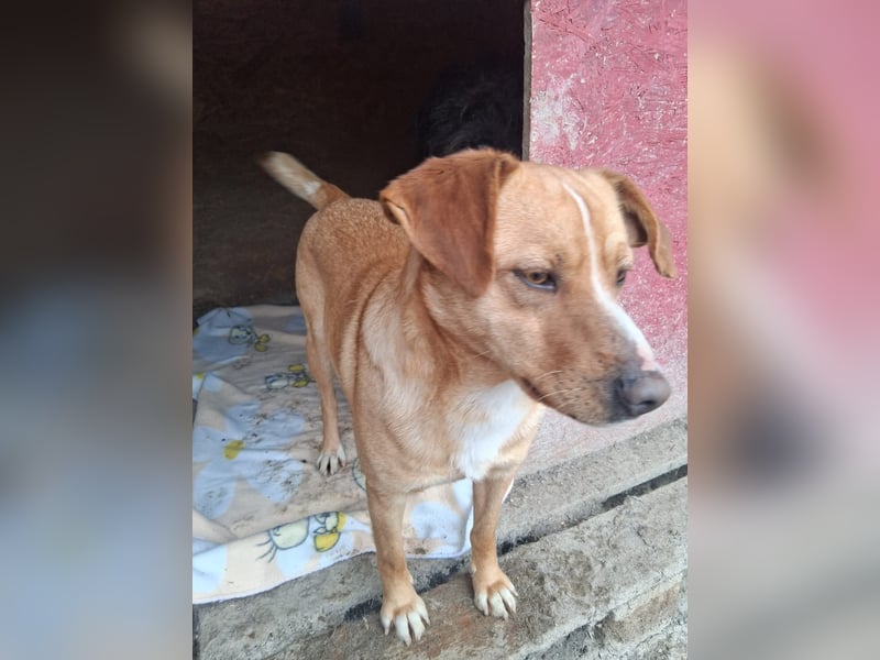 Simba - menschenbezogen