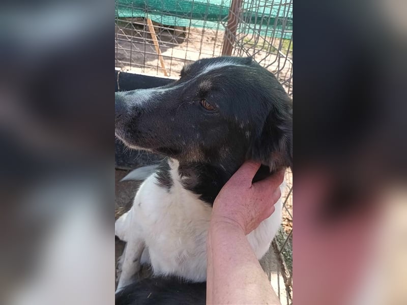 Joschi - seit 4 Jahren im Shelter