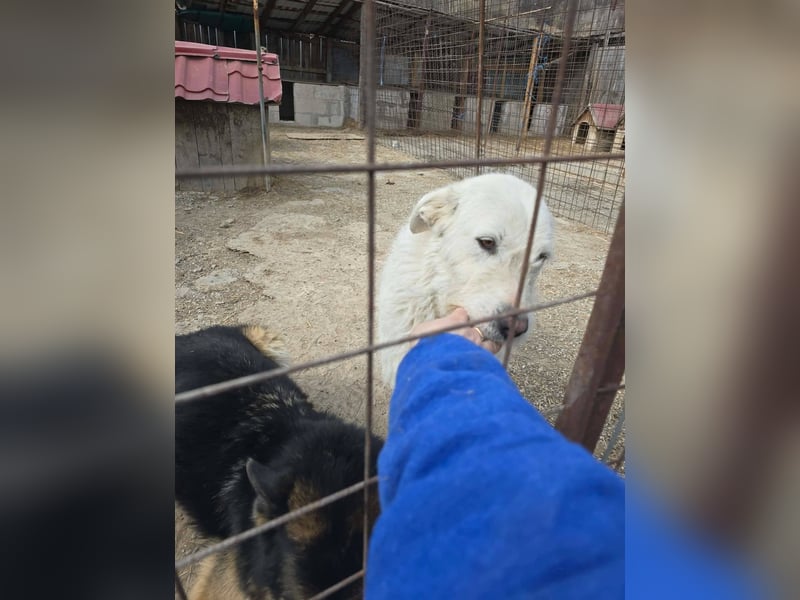 Snowy wartet sehnsüchtig