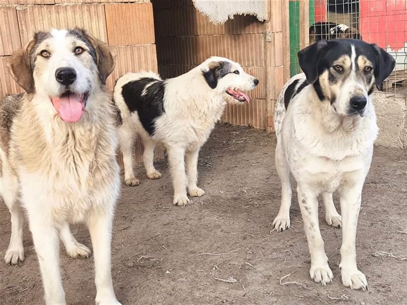 Fleurie - Endstation Shelter?