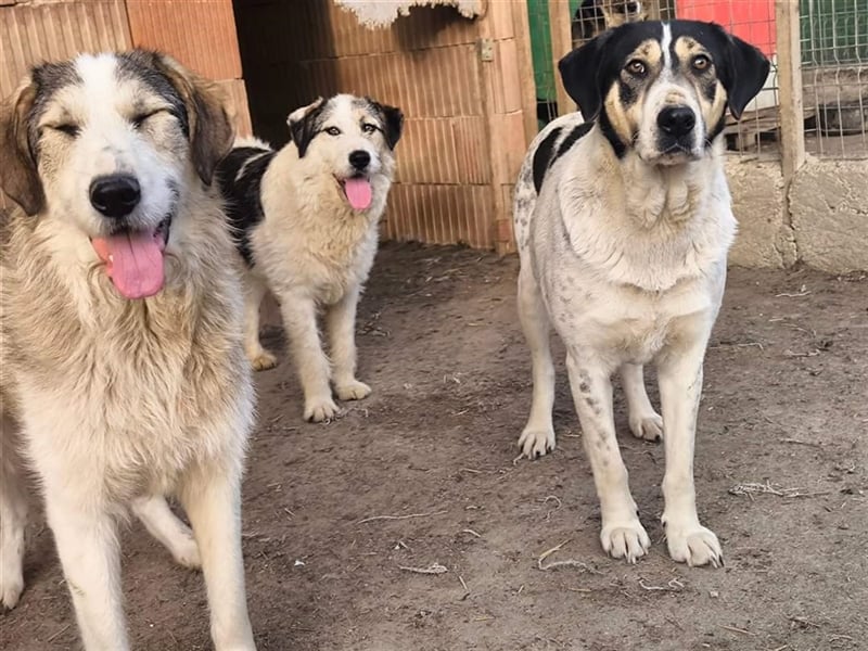 Fleurie - Endstation Shelter?