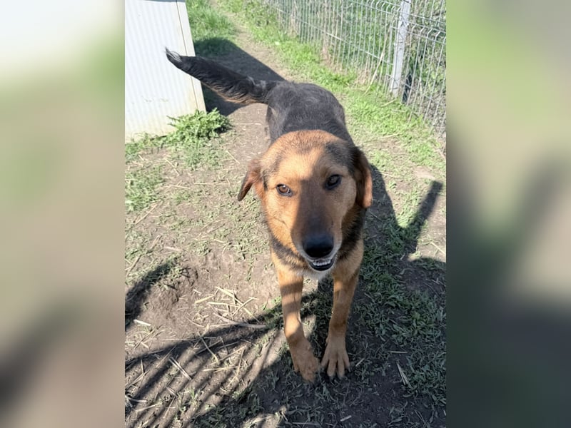 Nathan - ein Herzenshund