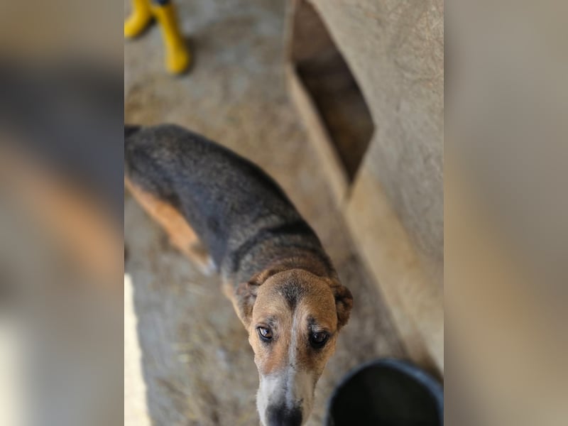 Glorie - von ihrem Besitzer ausgesetzt Glorie - von ihrem Besitzer ausgesetzt