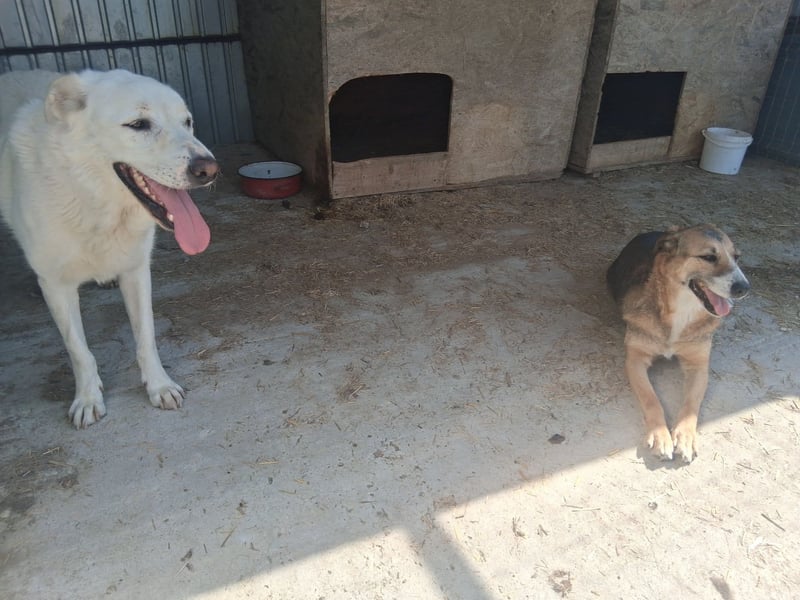 Glorie - von ihrem Besitzer ausgesetzt Glorie - von ihrem Besitzer ausgesetzt