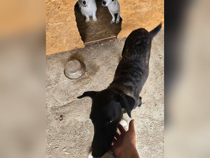 Blacky- wird zutraulicher