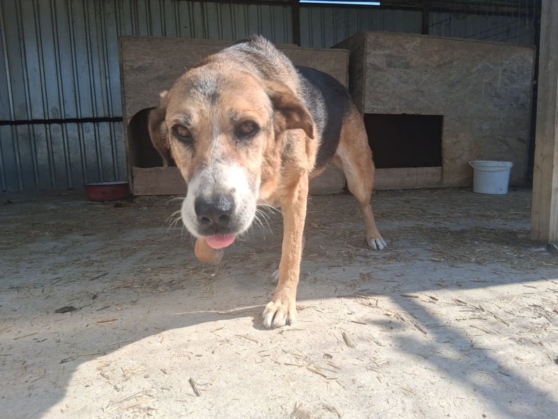 Glorie - von ihrem Besitzer ausgesetzt Glorie - von ihrem Besitzer ausgesetzt