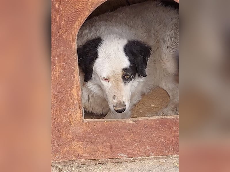 Bianca - sanfte Seele sucht ein liebevolles Zuhause