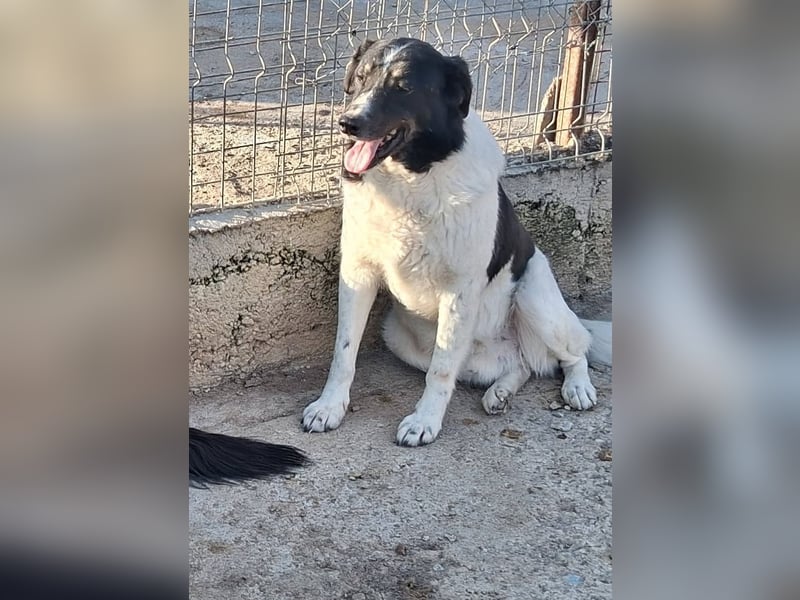 Joschi - trauriges Schicksal